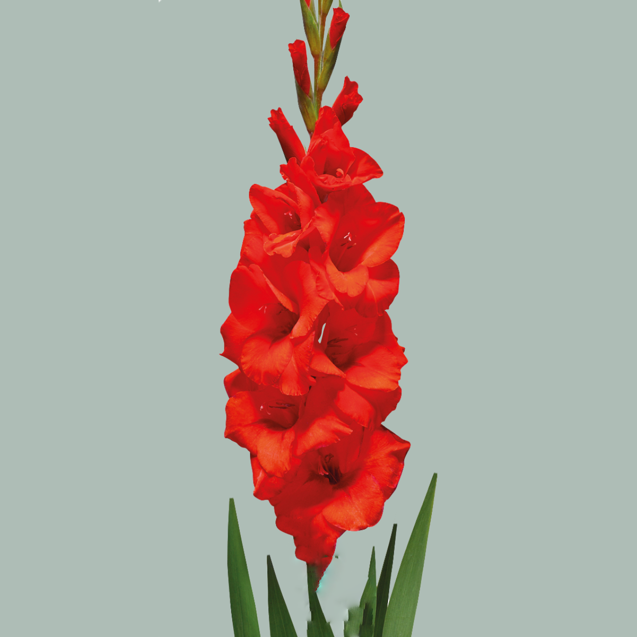Gladioli Hunting Song (20 Stems)
