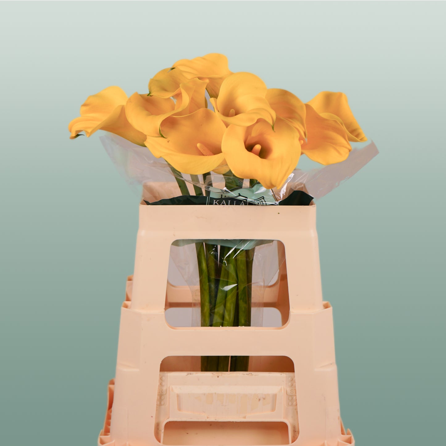 Calla Gold Cup (10 Stems)