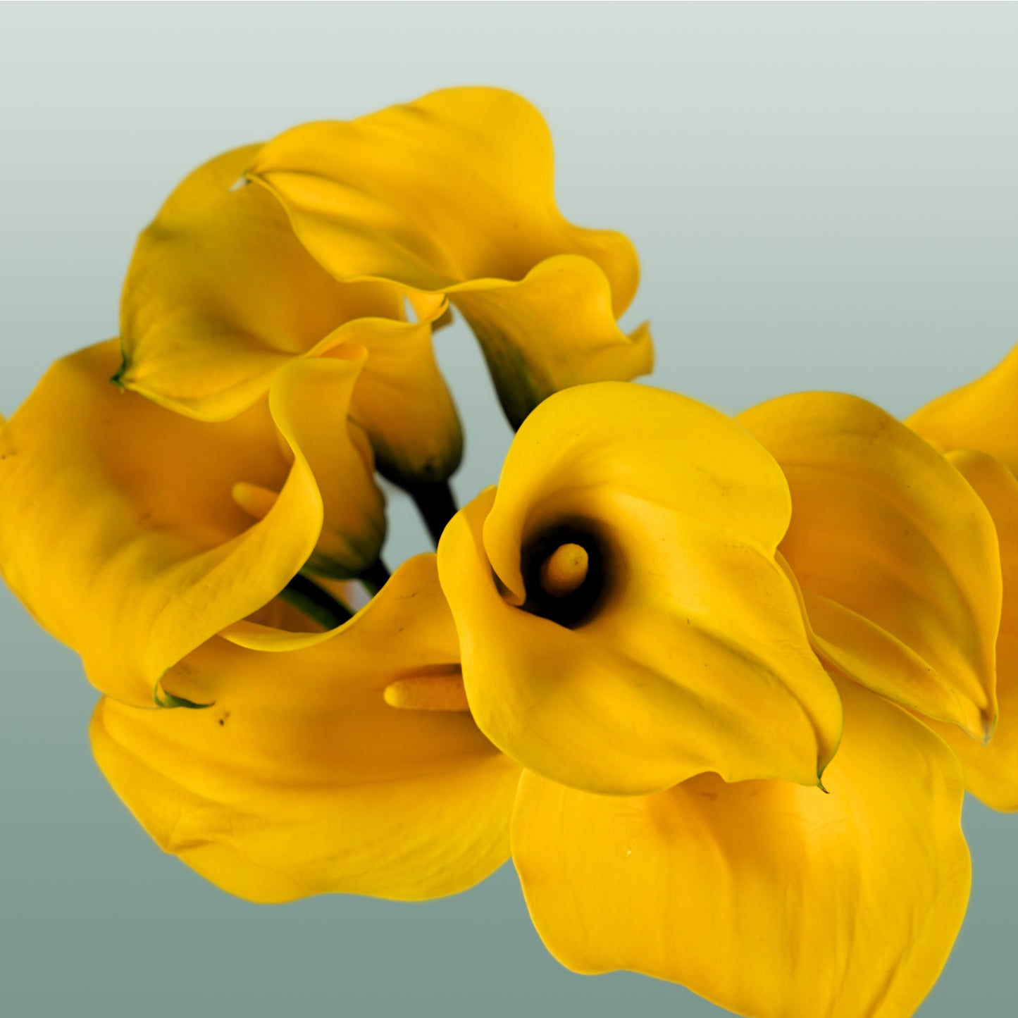 Calla Gold Cup (10 Stems)