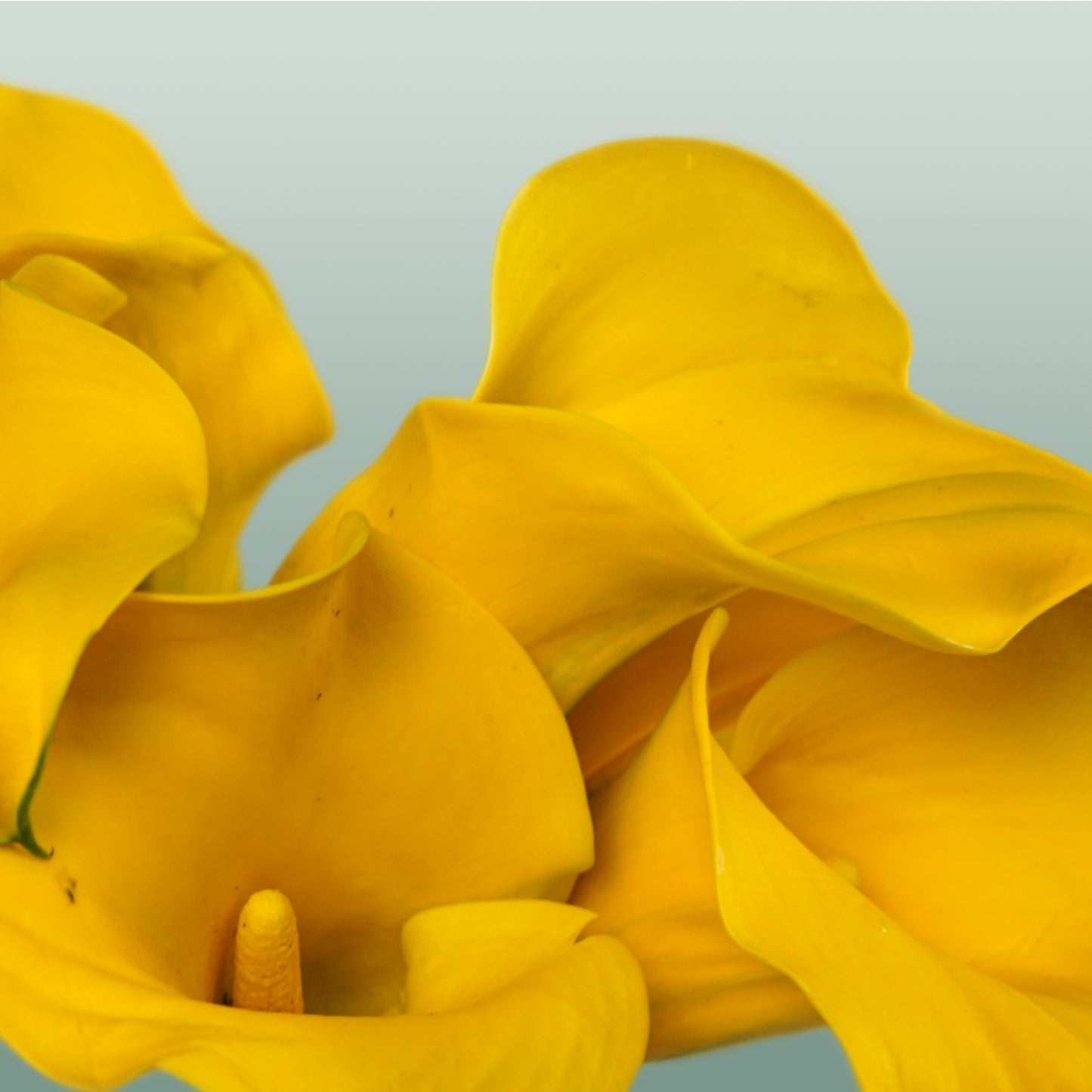 Calla Gold Cup (10 Stems)