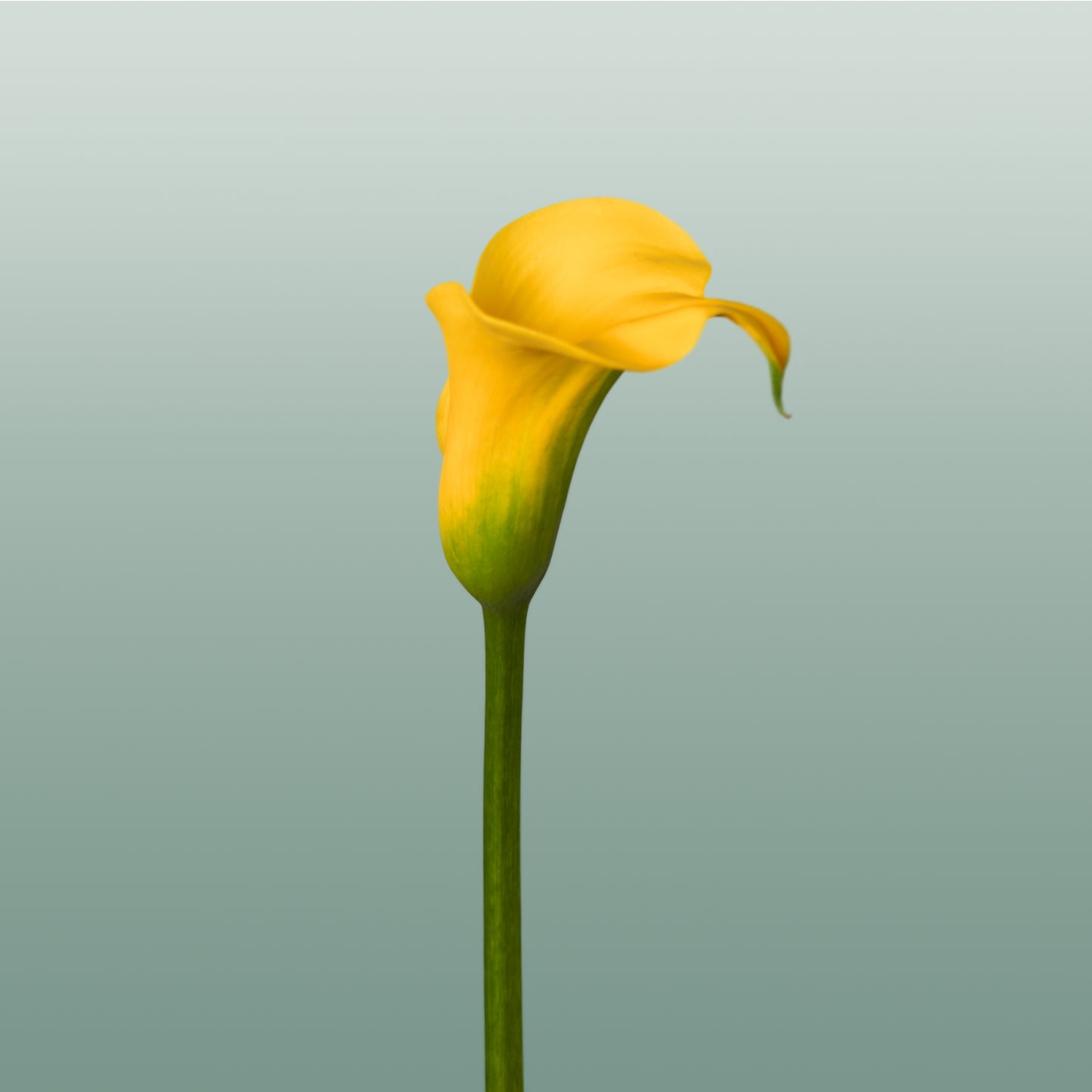 Calla Gold Cup (10 Stems)