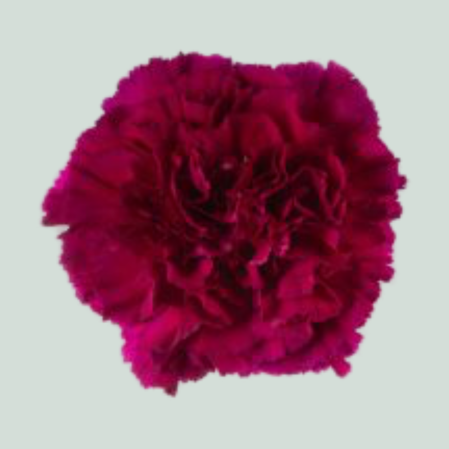 Carnation Standard Golem (20 Stems)