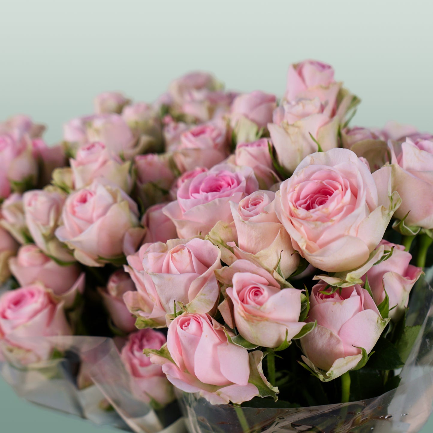 Spray Rose Good Mood (10 Stems)
