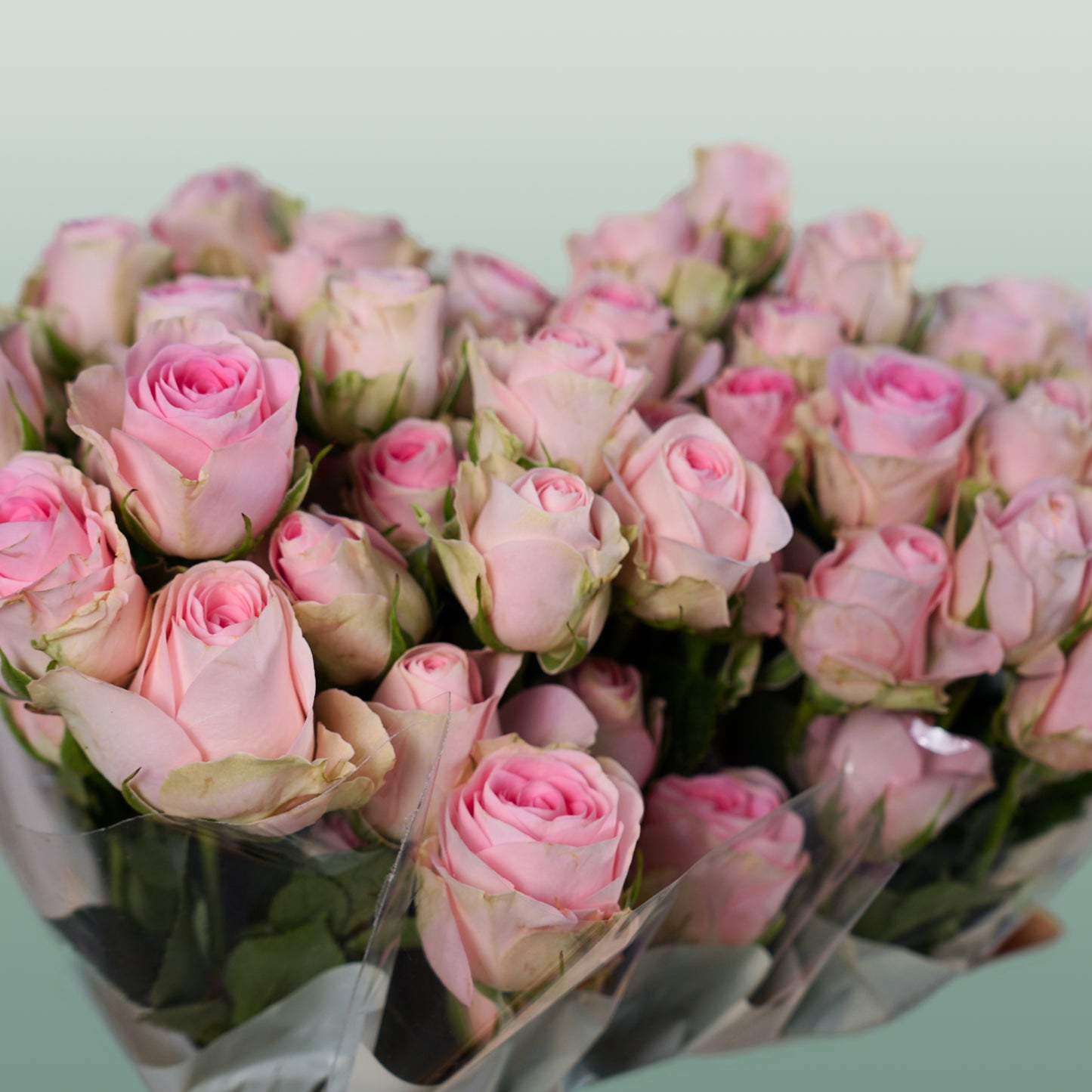 Spray Rose Good Mood (10 Stems)