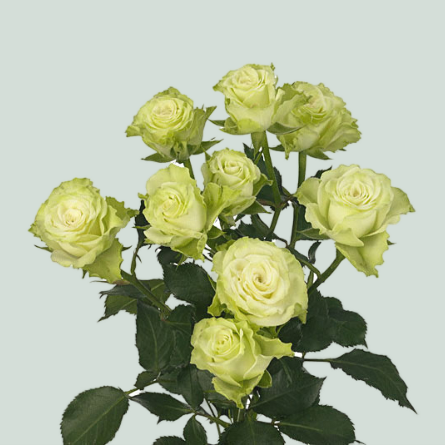 Spray Rose Green Flow (10 Stems)