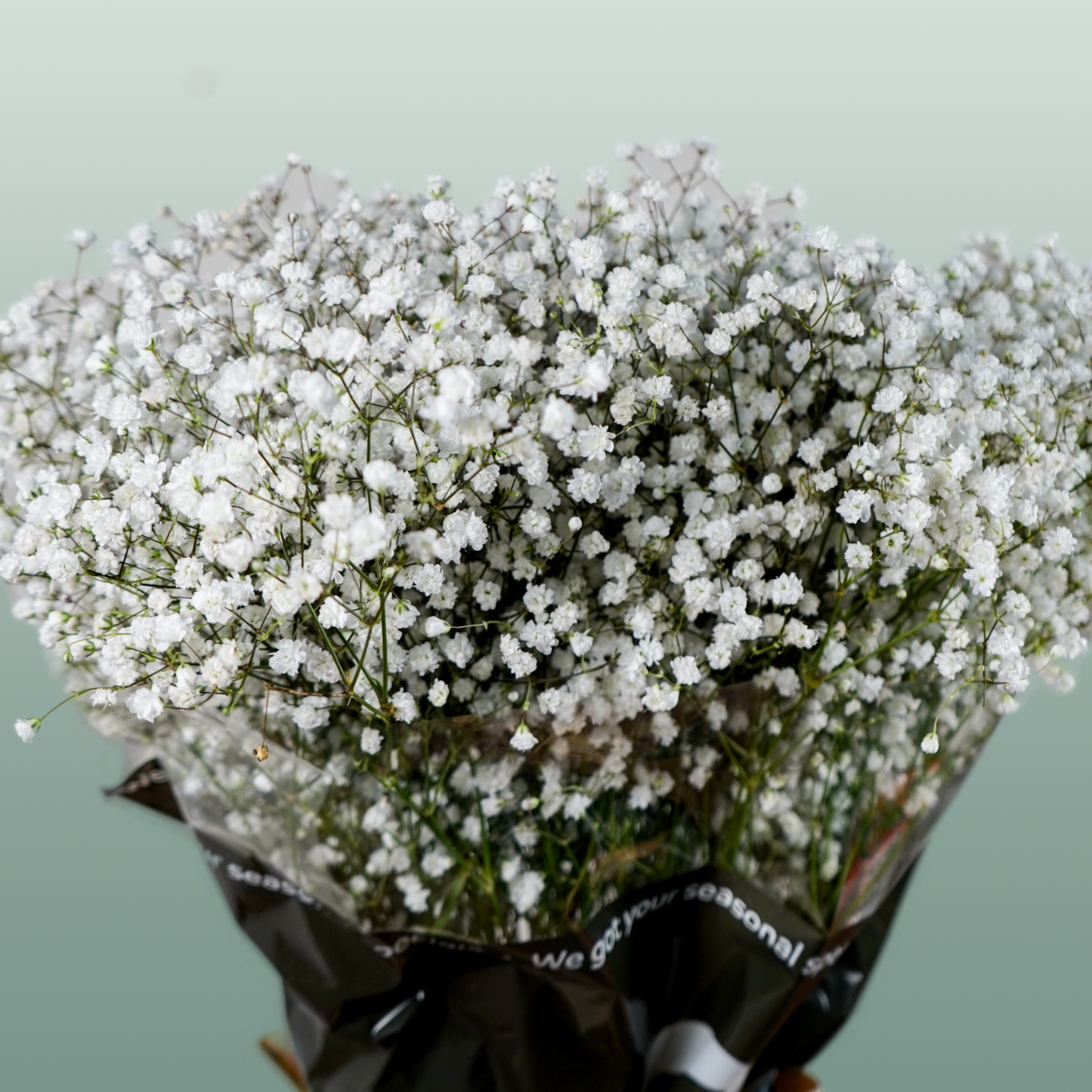 Gypsophila Equadorian Cosmic
