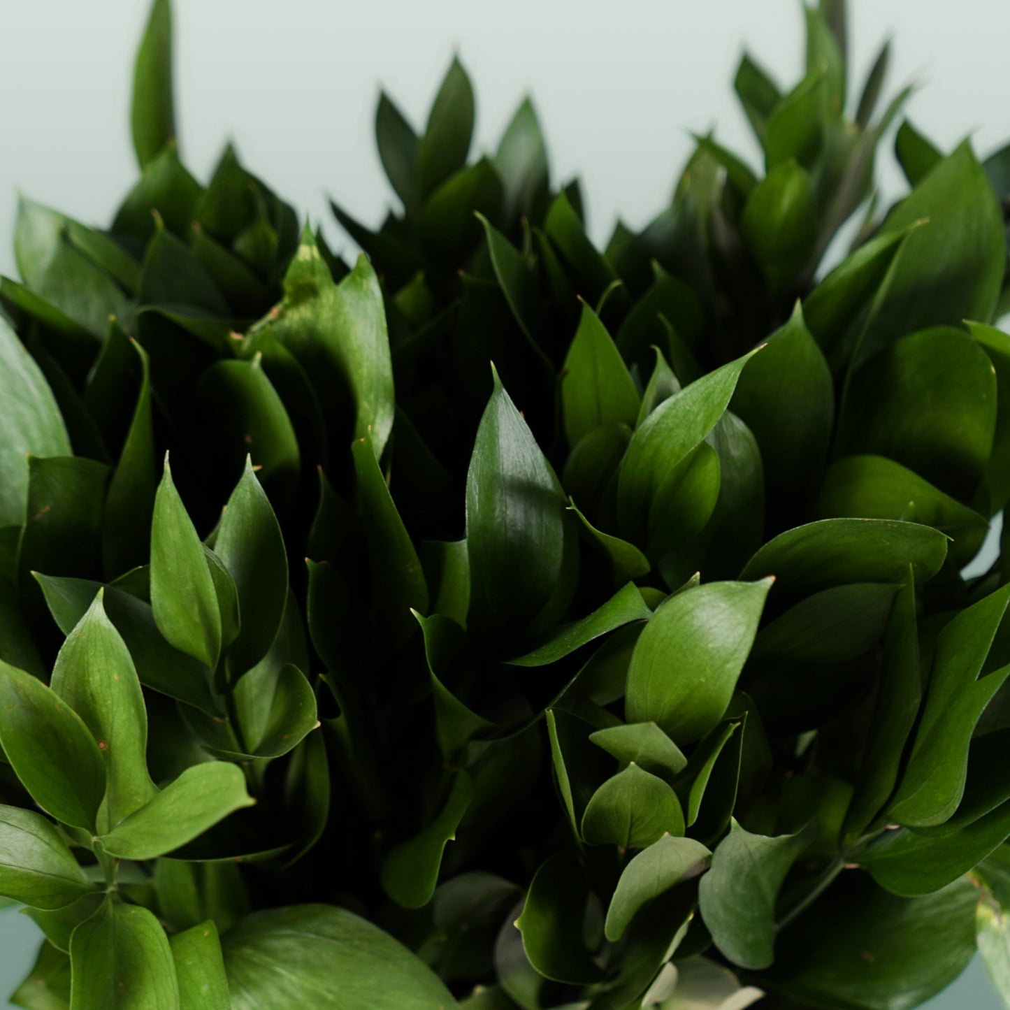Dec Ruscus Hard