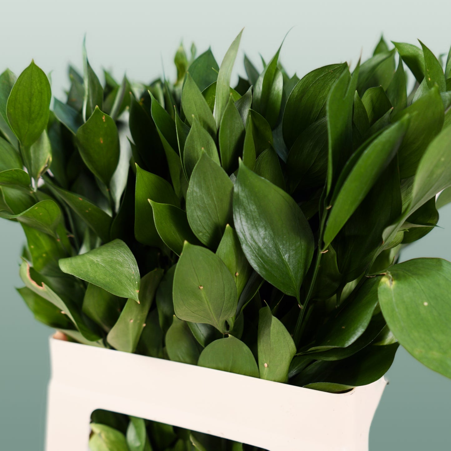 Dec Ruscus Hard