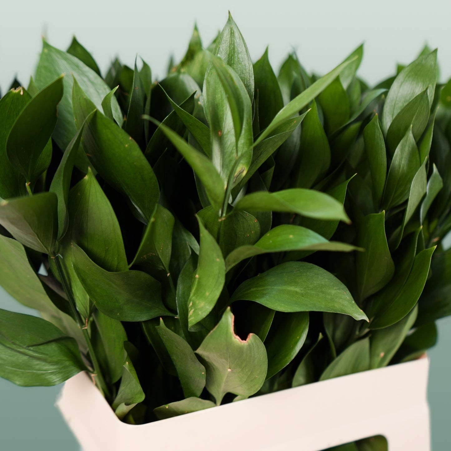 Dec Ruscus Hard