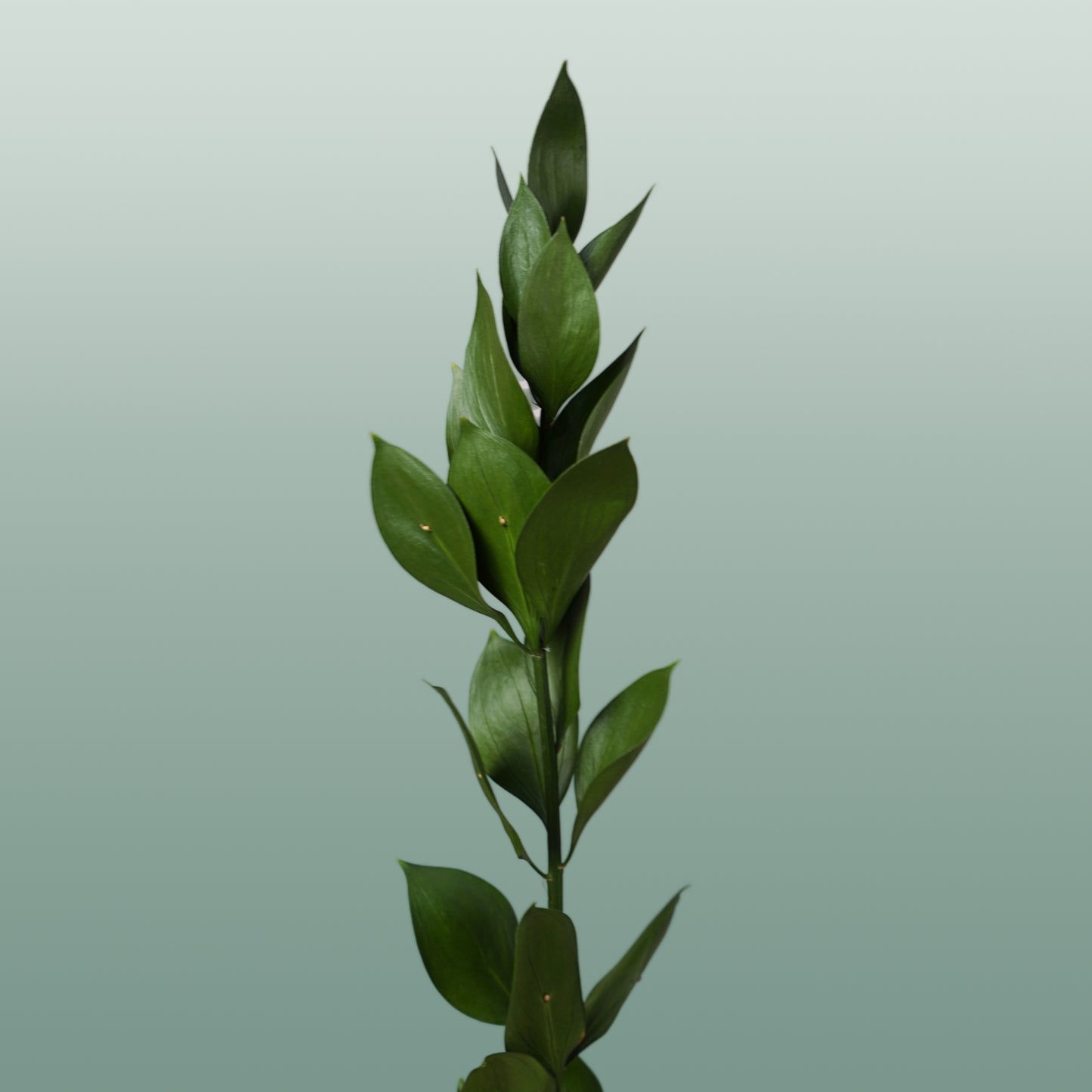 Dec Ruscus Hard