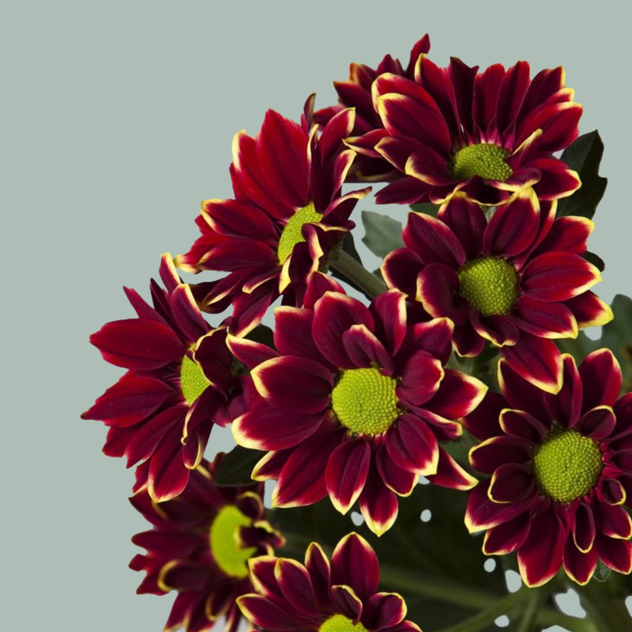 Chrysanthemum Haydar Yellow (20 Stems)