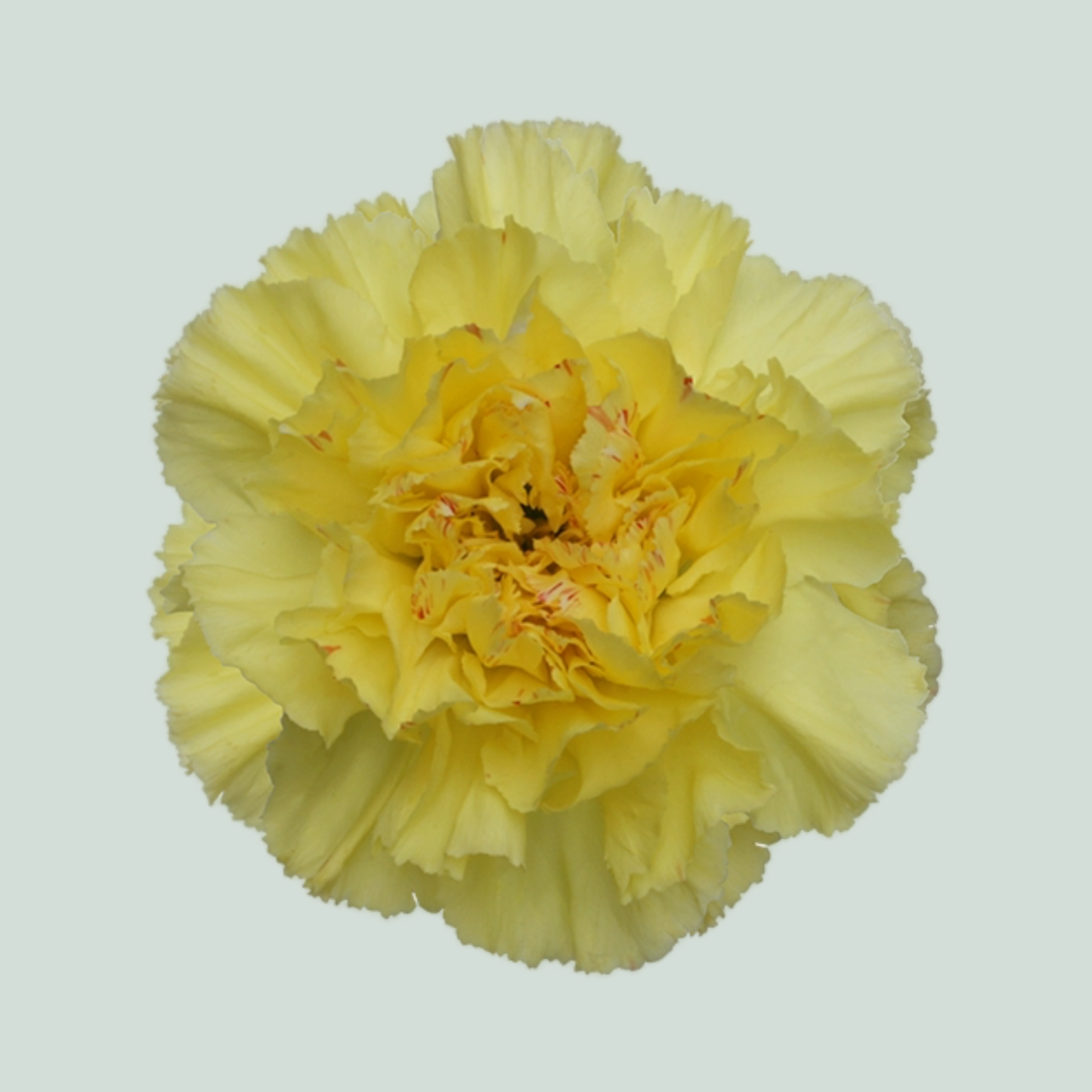 Carnation Standard Hermes (20 Stems)