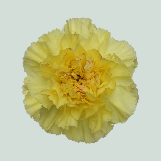 Carnation Standard Hermes (20 Stems)