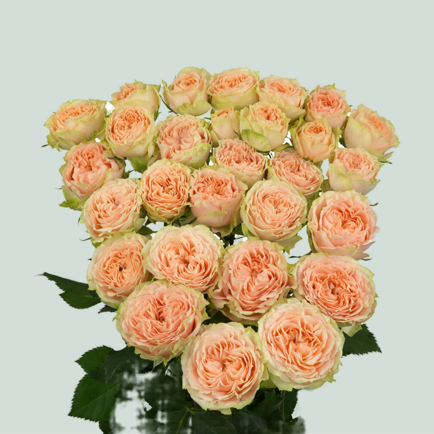 Spray Rose Holly (10 Stems)