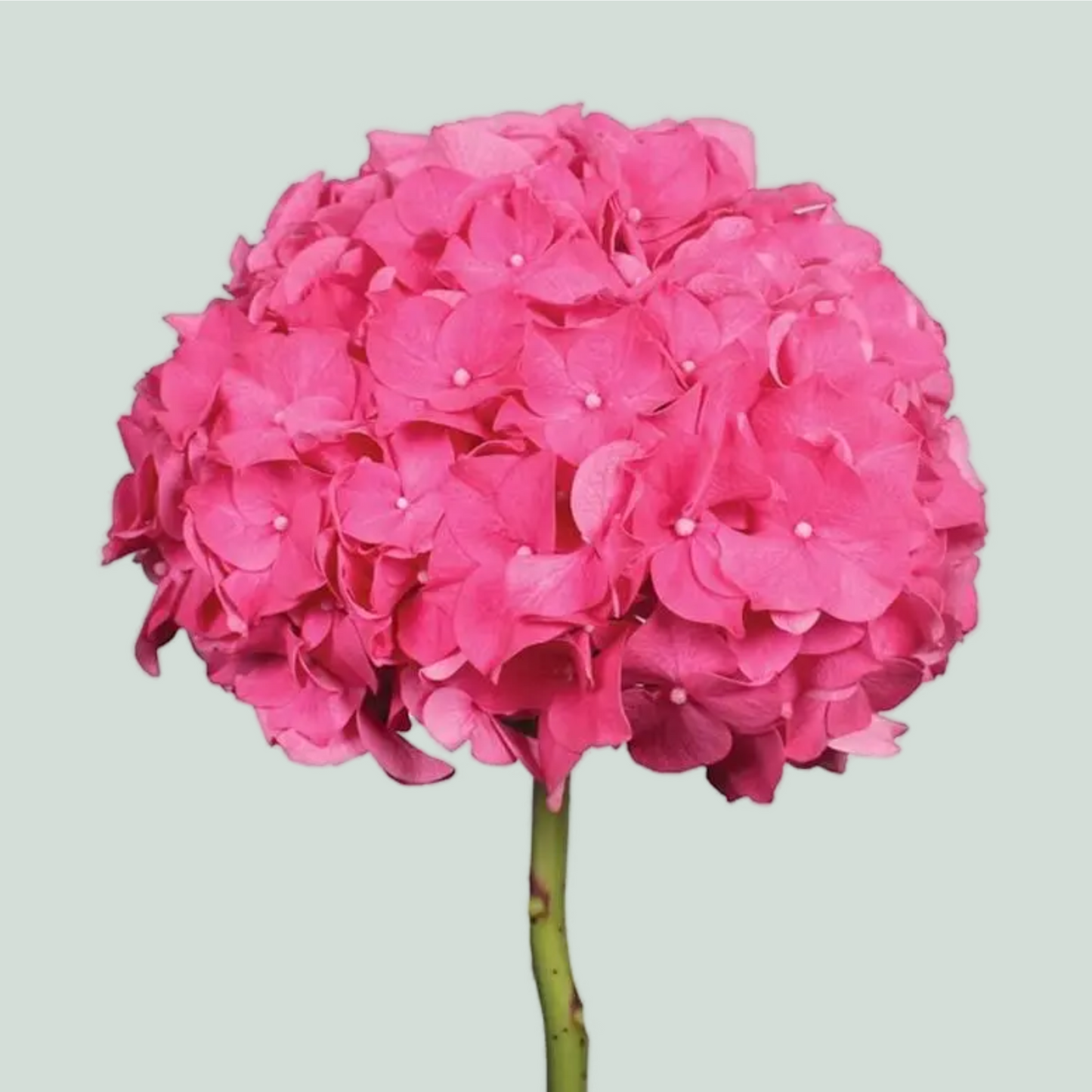Hydrangea Glowing Alps Dark Pink (10 Stems)