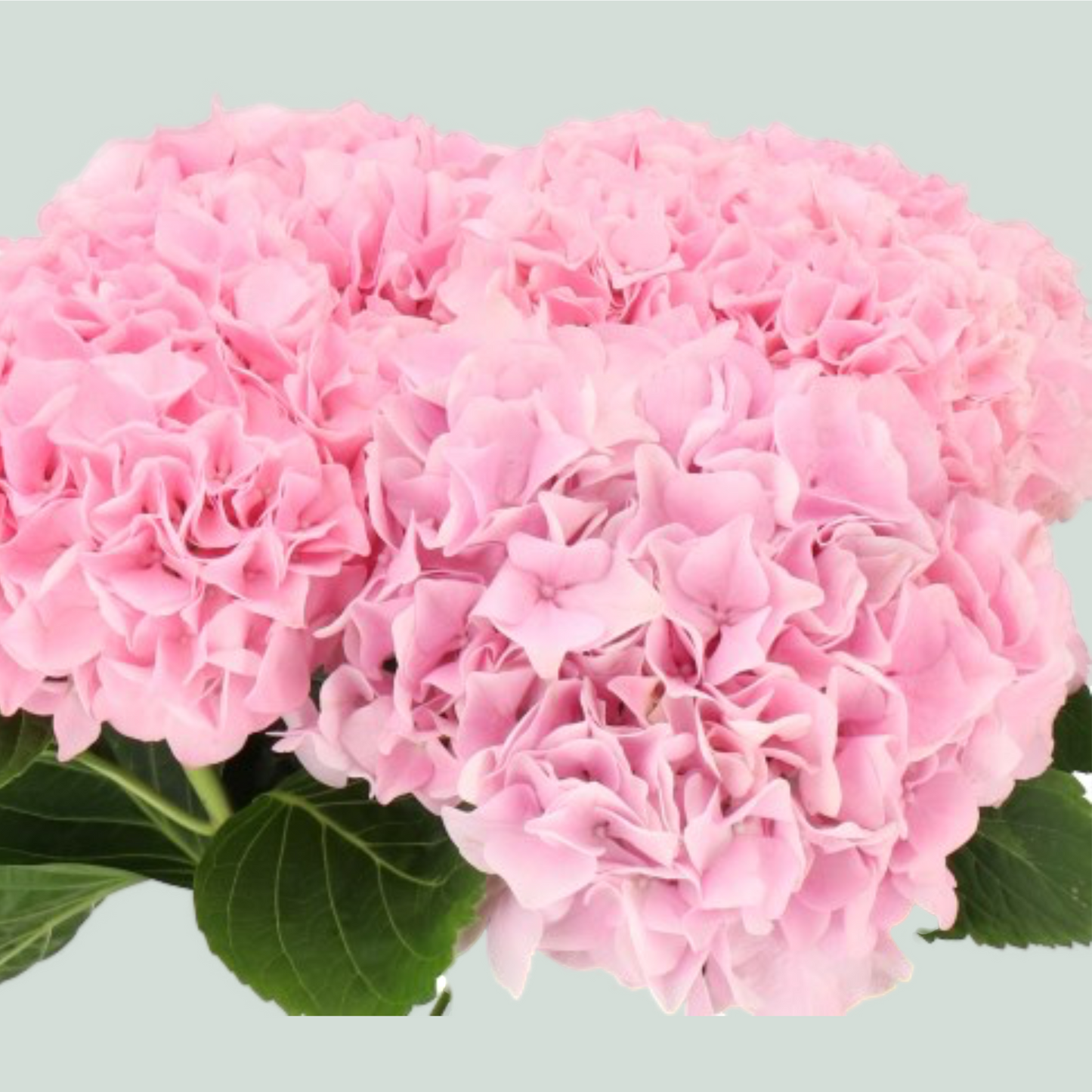 Hydrangea Magical Pink Floyd (10 Stems)