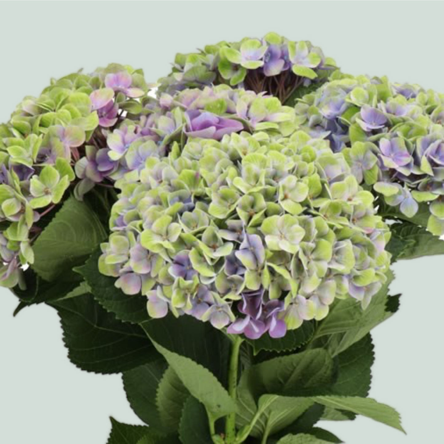 Hydrangea Magical Amethyst Purple (10 Stems)