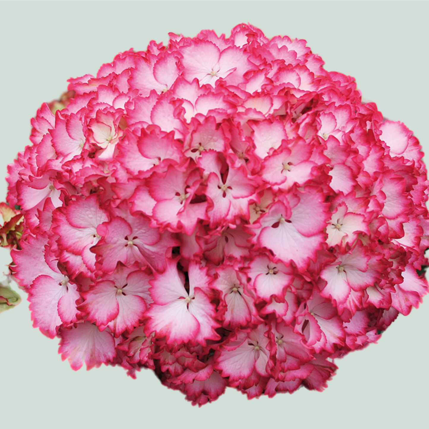 Hydrangea Magical Color Dream (10 Stems)
