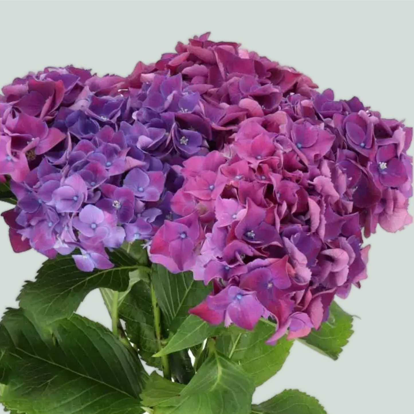 Hydrangea Mon Amour Purple (10 Stems)