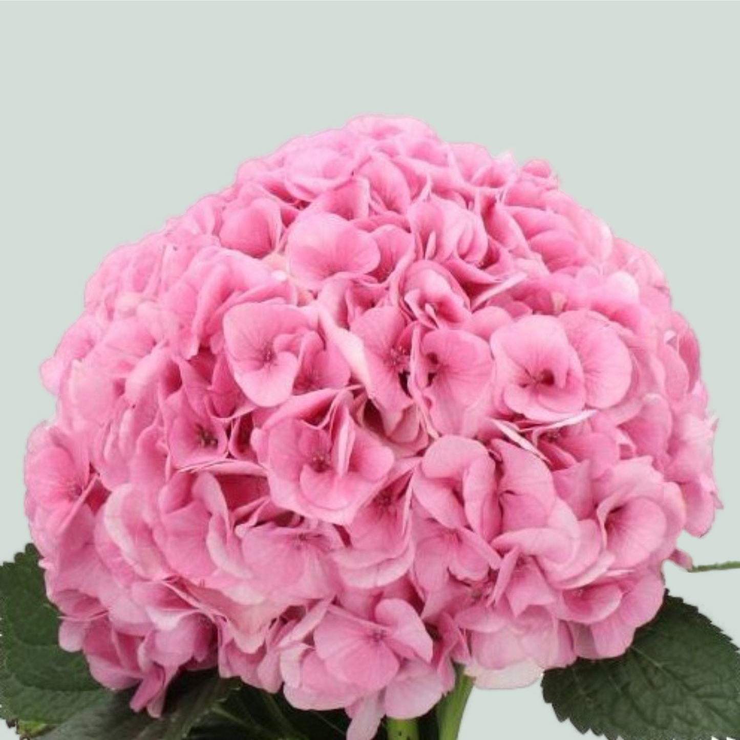 Hydrangea My Beautiful Vienna (10 Stems)