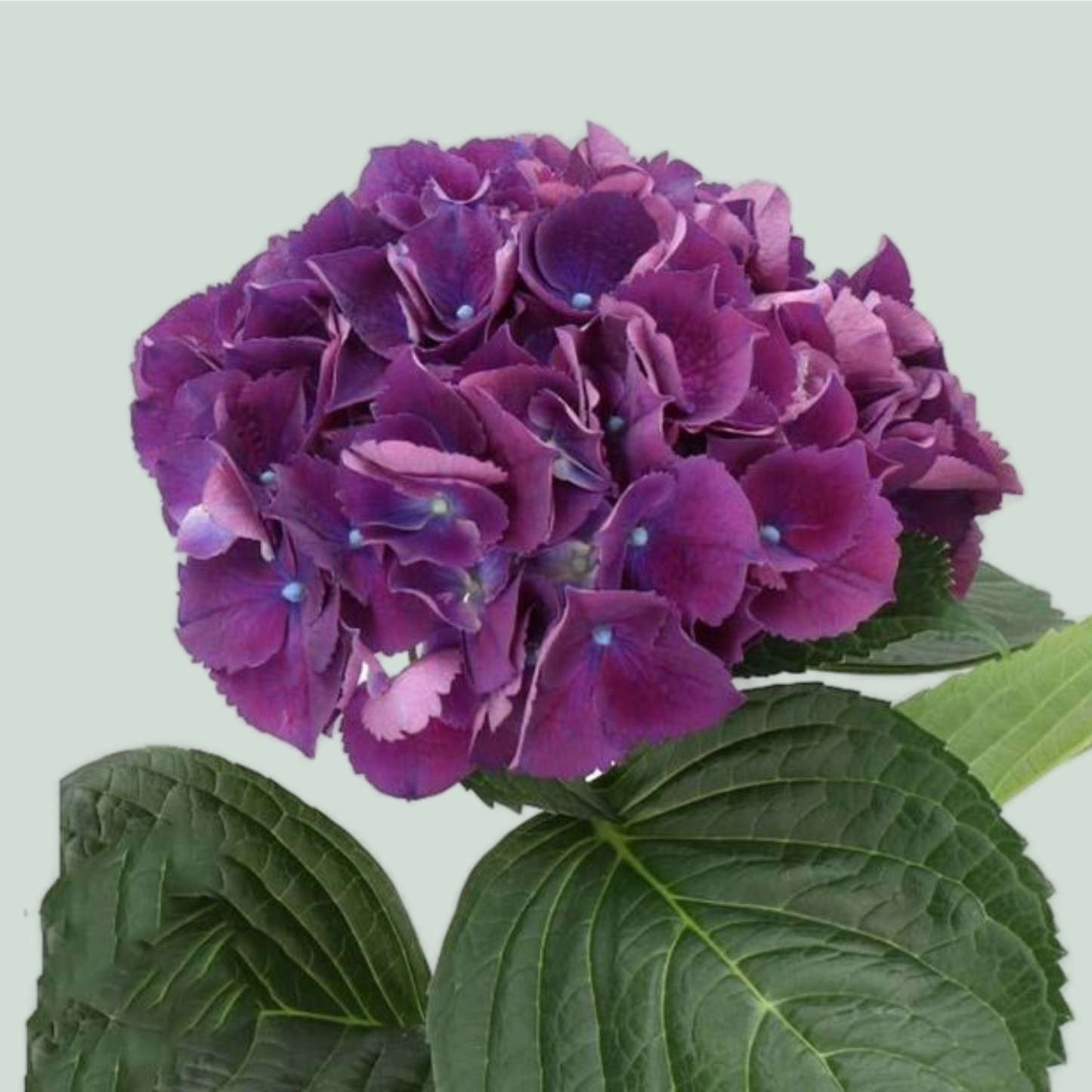 Hydrangea Royal King (10 Stems)
