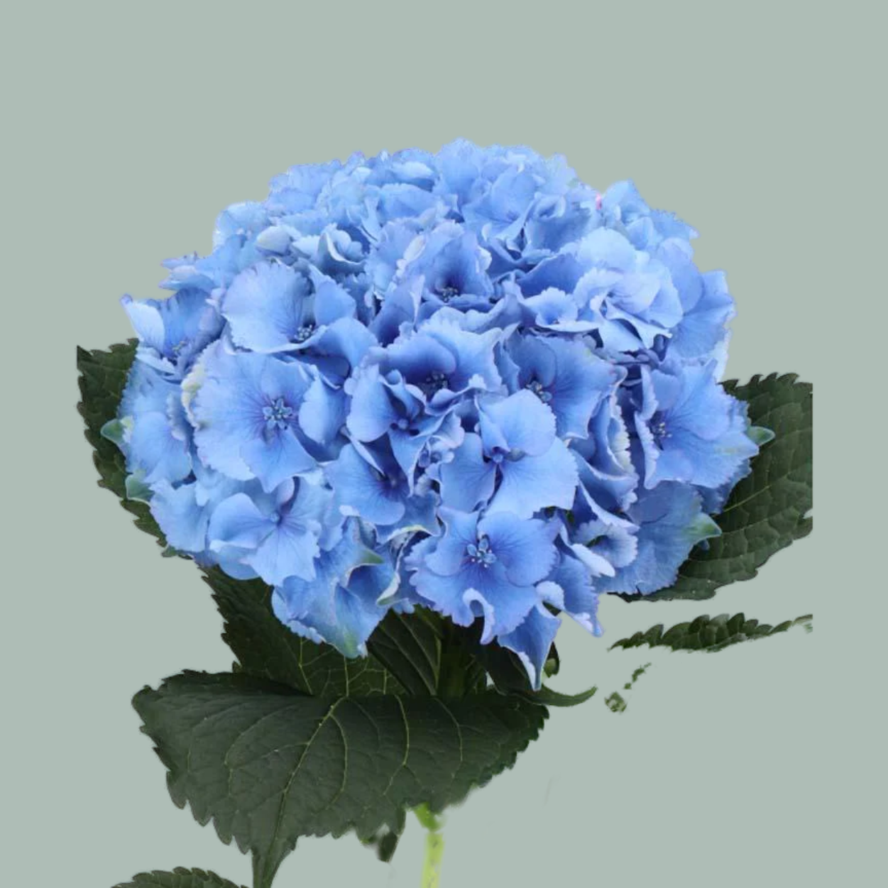 Hydrangea Royal Parade (10 Stems)