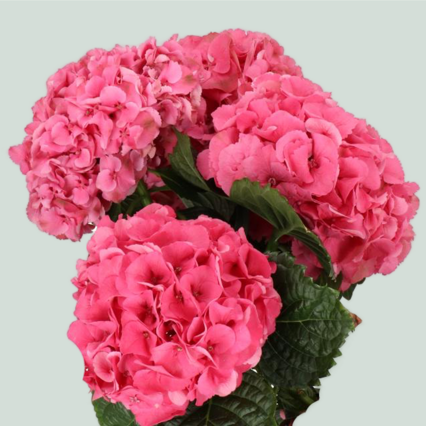 Hydrangea Sibilla Red (10 Stems)