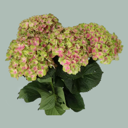 Hydrangea Magical Amethyst Pink (10 Stems)