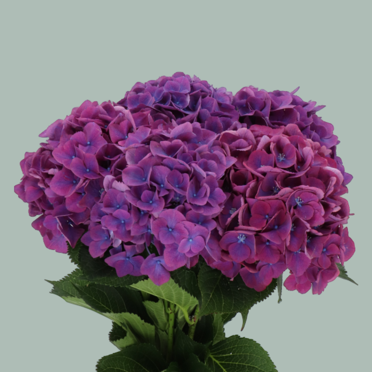 Hydrangea Royal Opera (10 Stems)