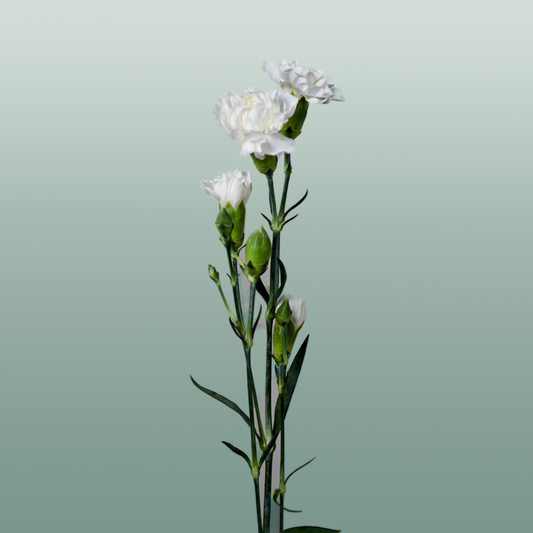 Carnation Spray Ibis (20 Stems)