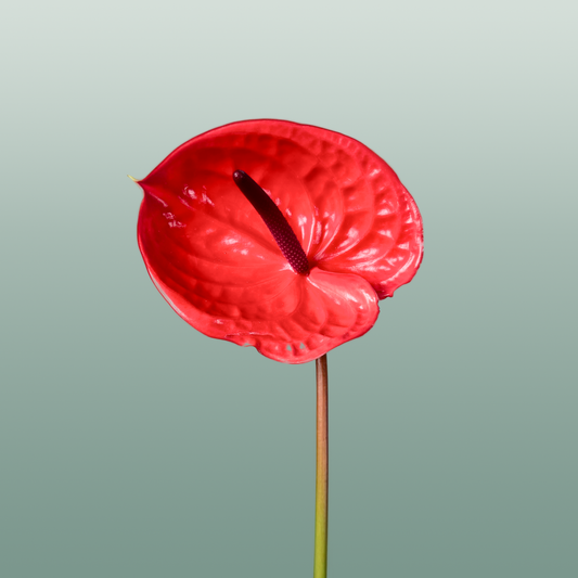 Anthurium Impulz