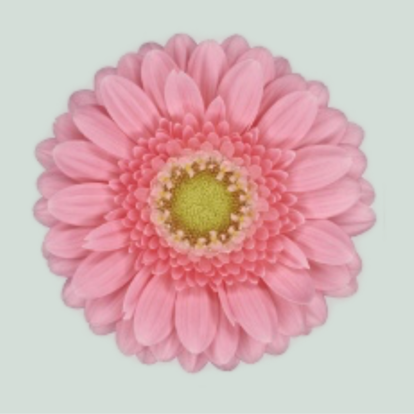 Germini Juna (20 Stems)