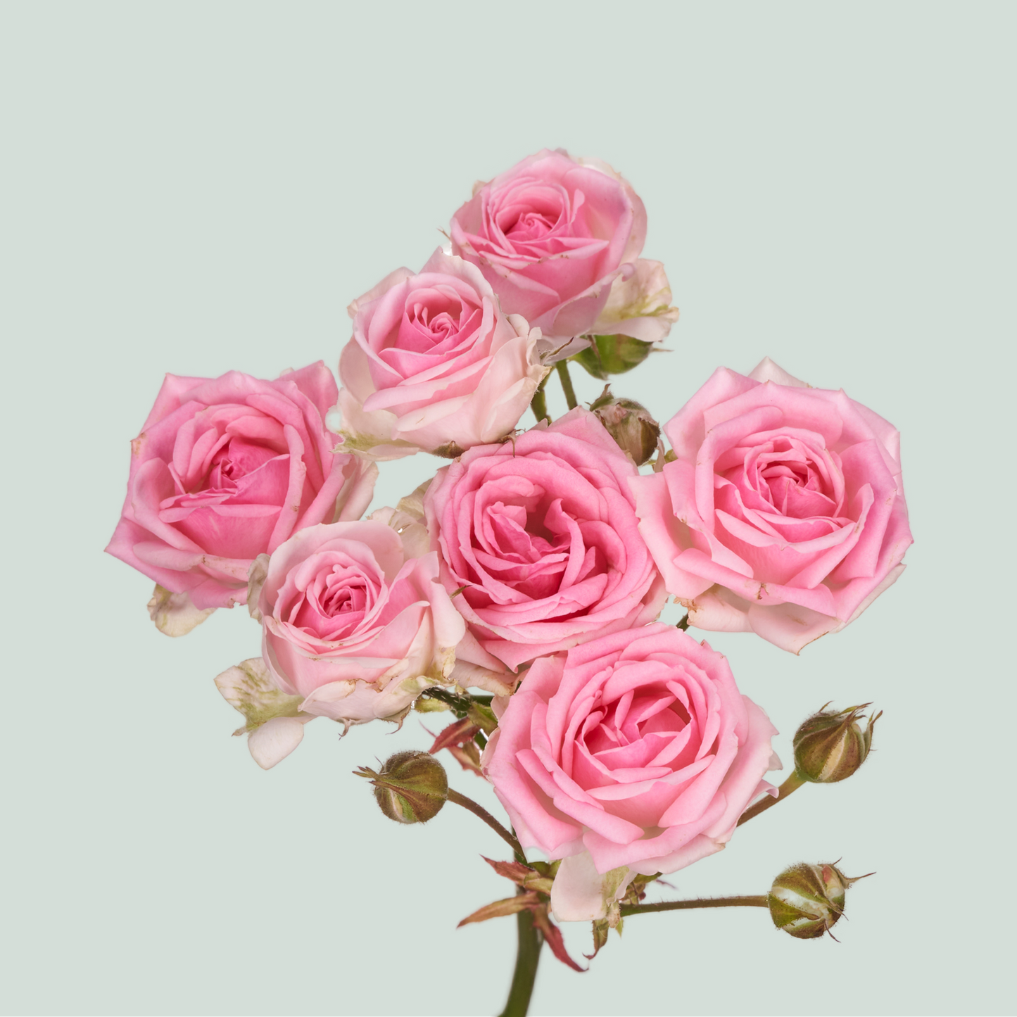 Spray Rose Kate-Lynn (10 Stems)