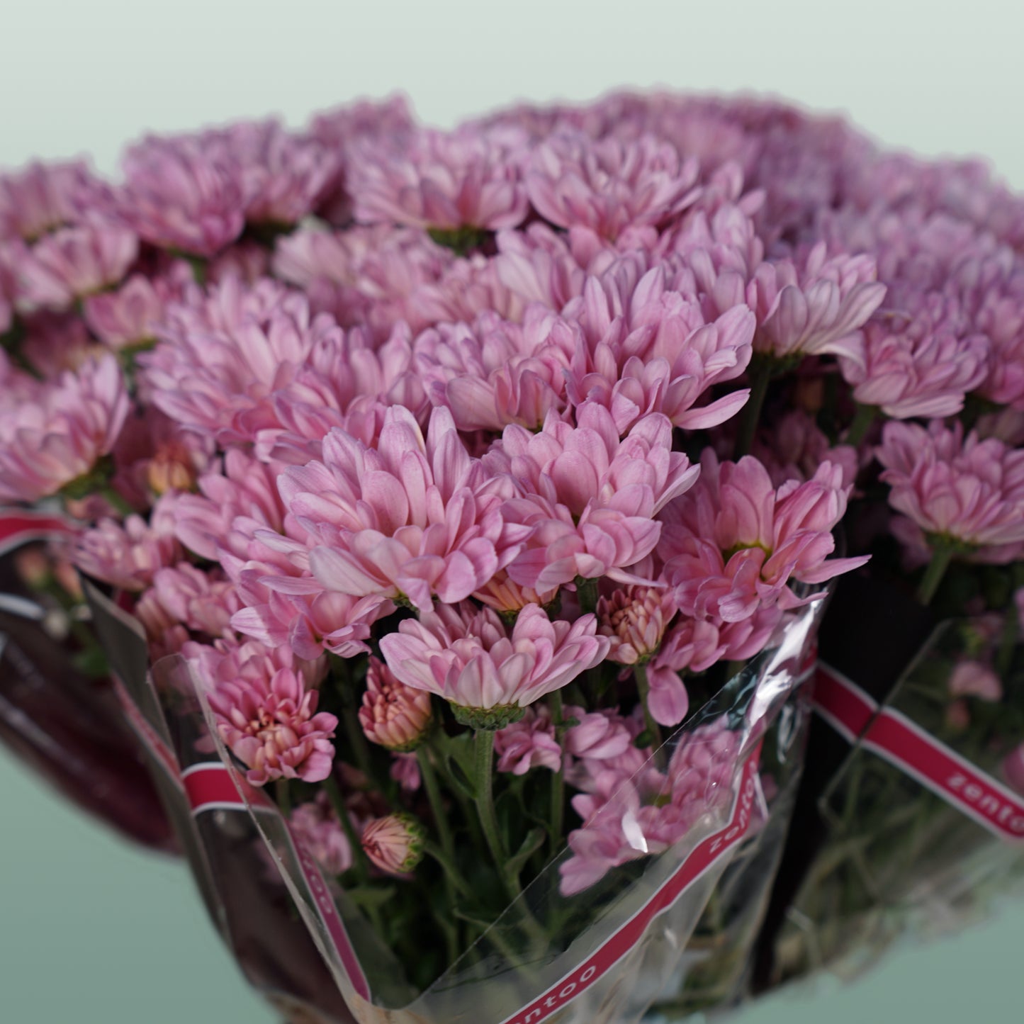 Chrysanthemum Spray Katinka (20 Stems)