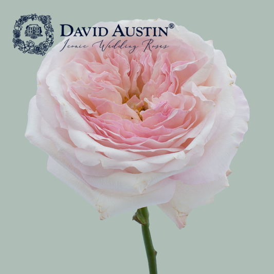 David Austin Keira Rose (24 Stems)