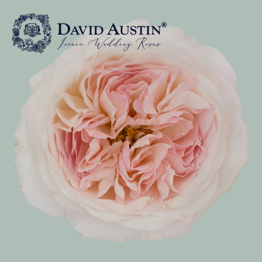 David Austin Keira Rose (24 Stems)