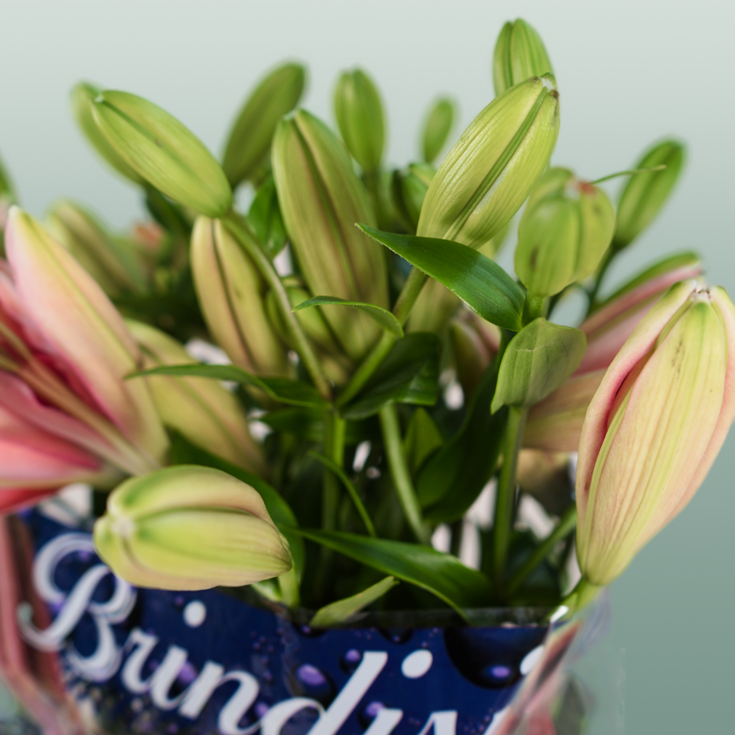 Lily LA Brindisi (10 Stems)