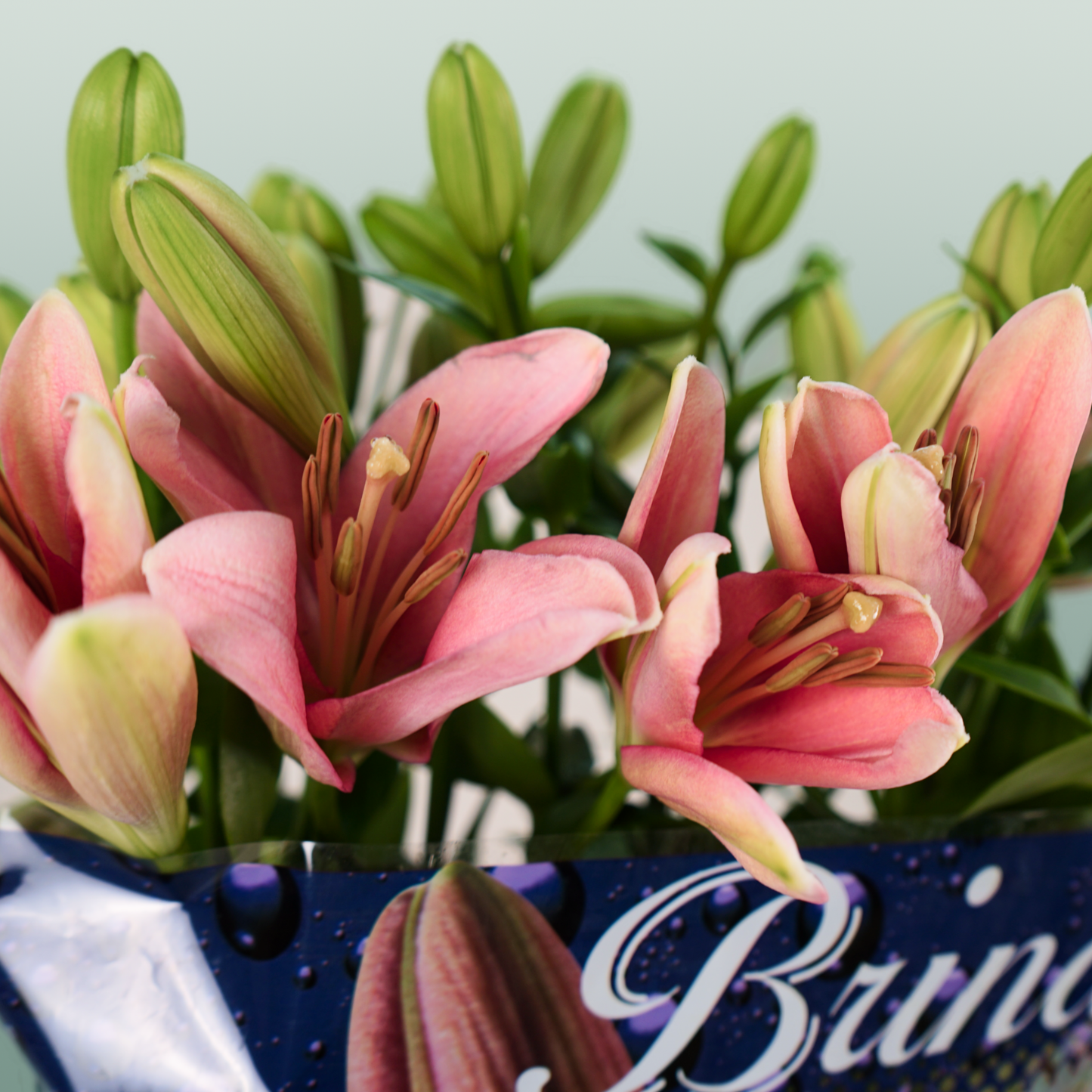 Lily LA Brindisi (10 Stems)