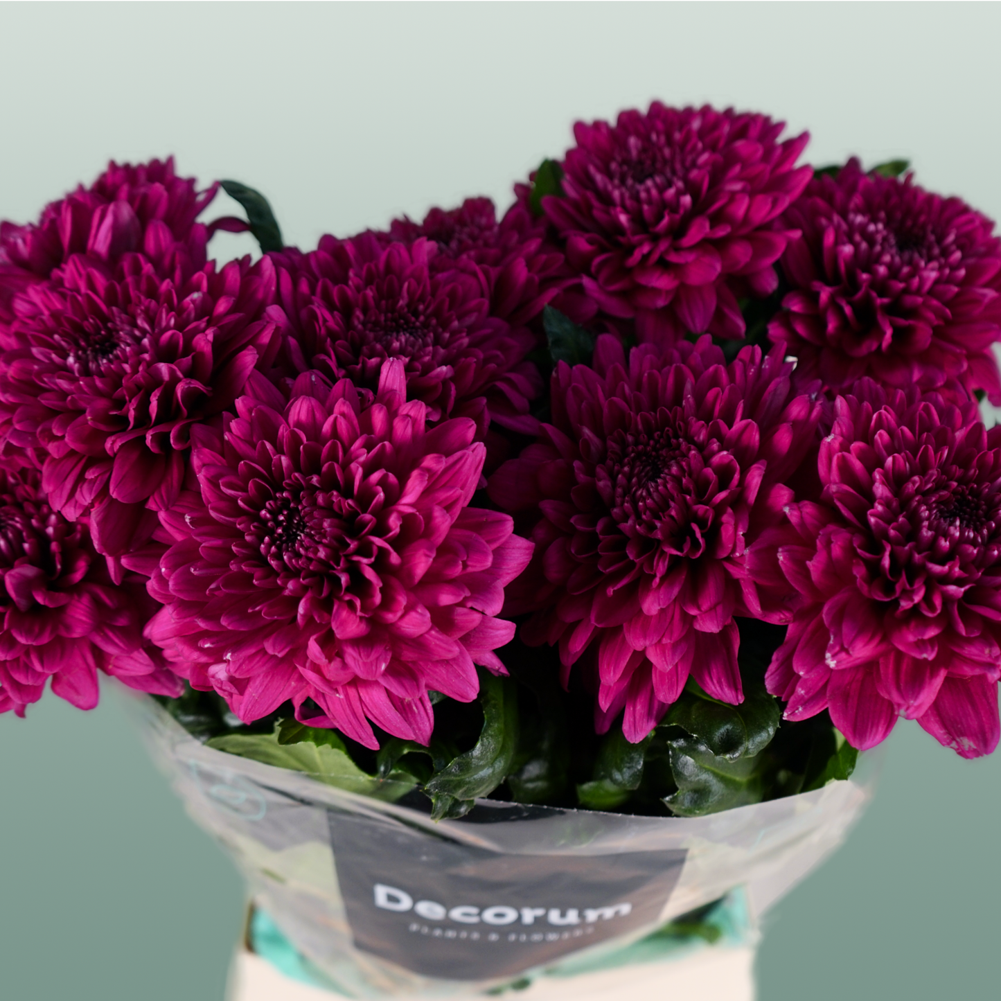 Chrysanthemum G Lamira (10 Stems)