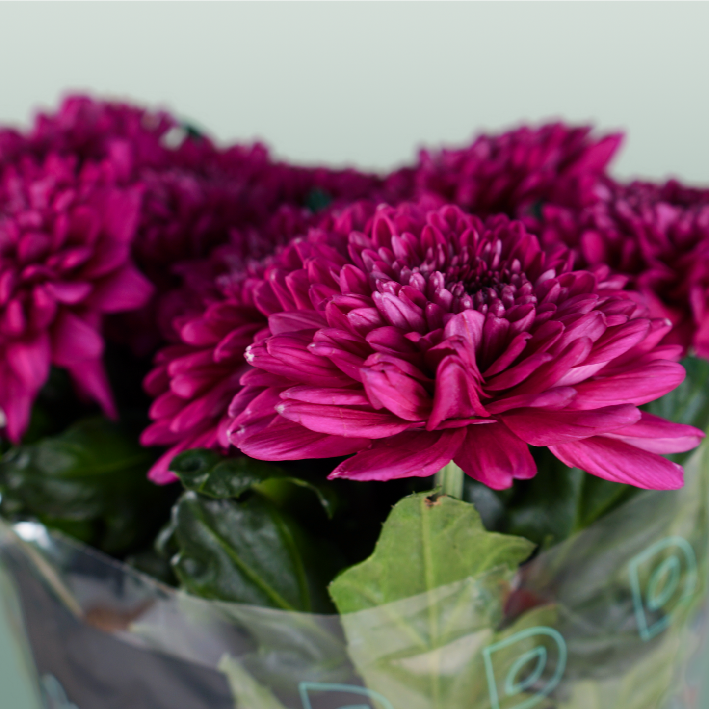 Chrysanthemum G Lamira (10 Stems)