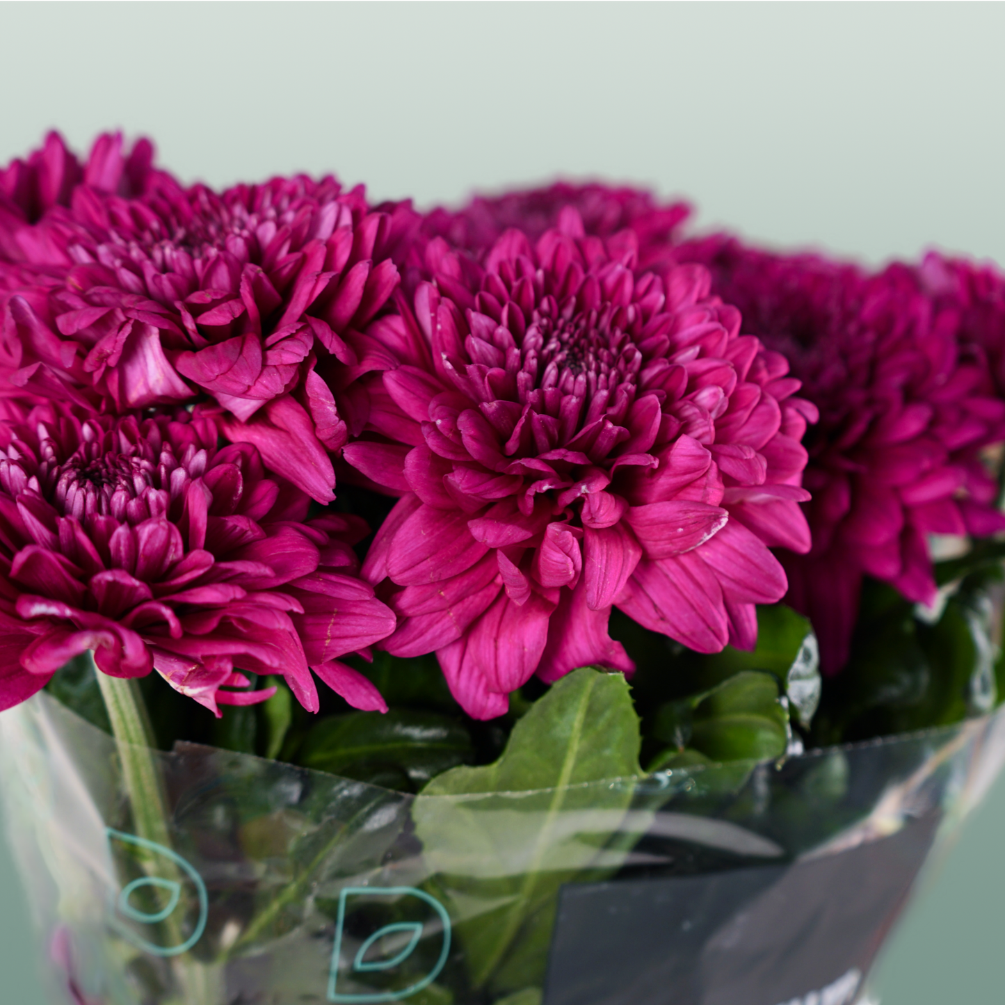 Chrysanthemum G Lamira (10 Stems)
