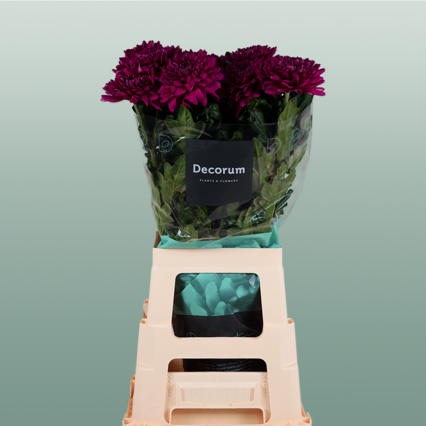 Chrysanthemum G Lamira (10 Stems)