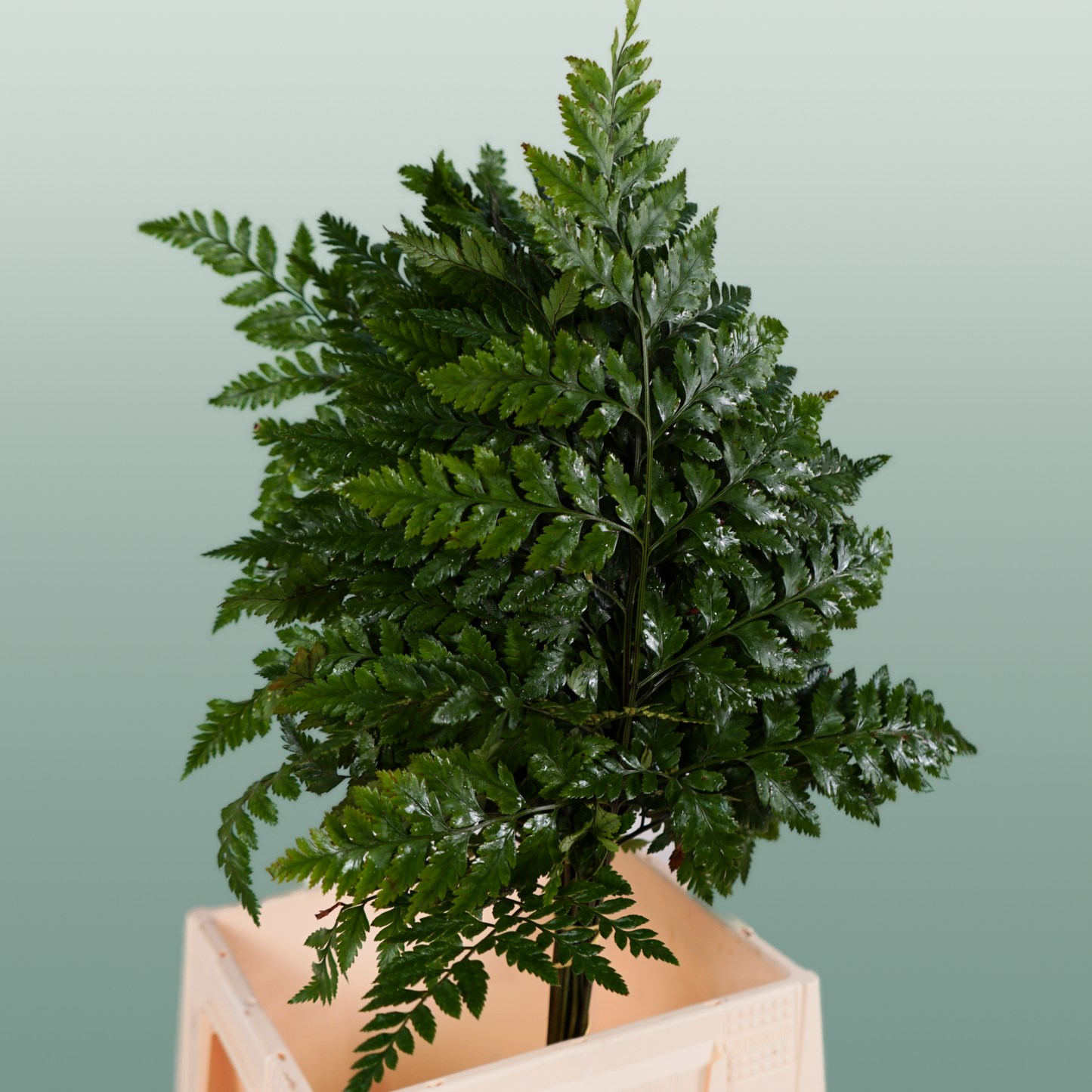 Dec Leather Leaf
