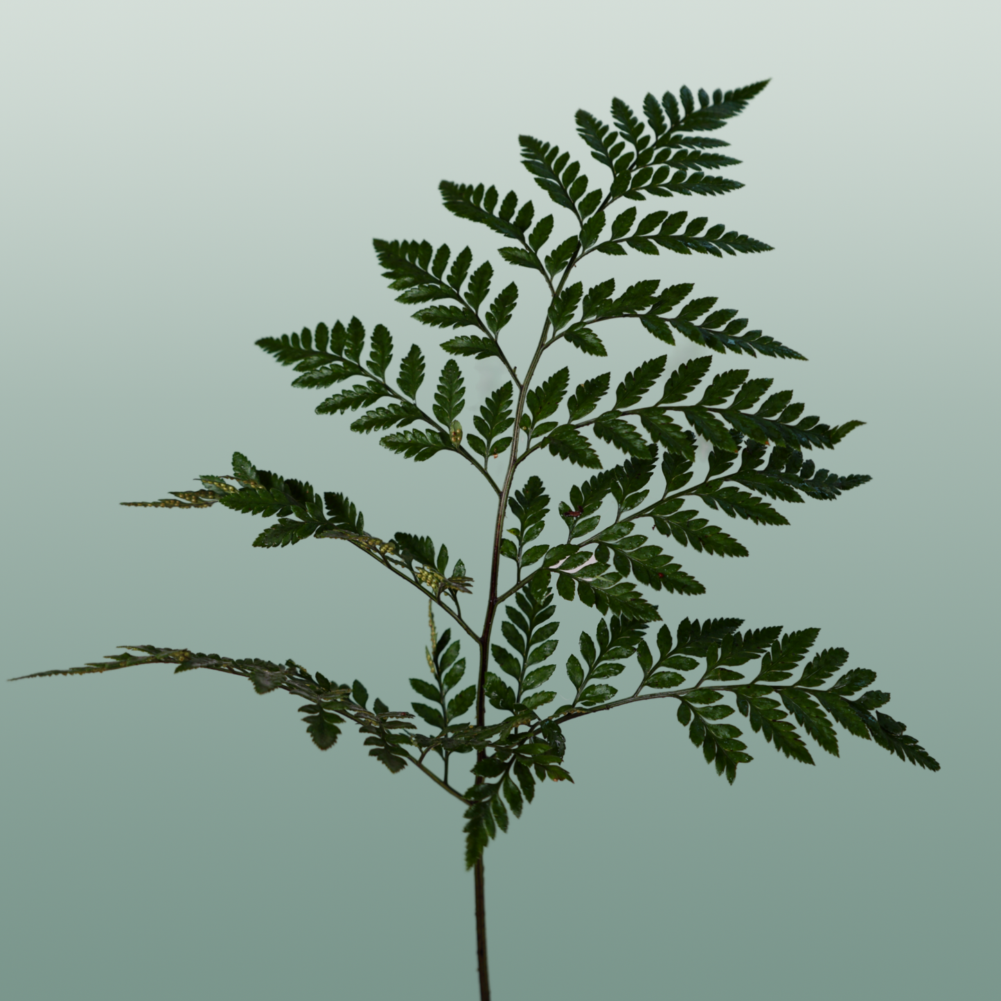 Dec Leather Leaf