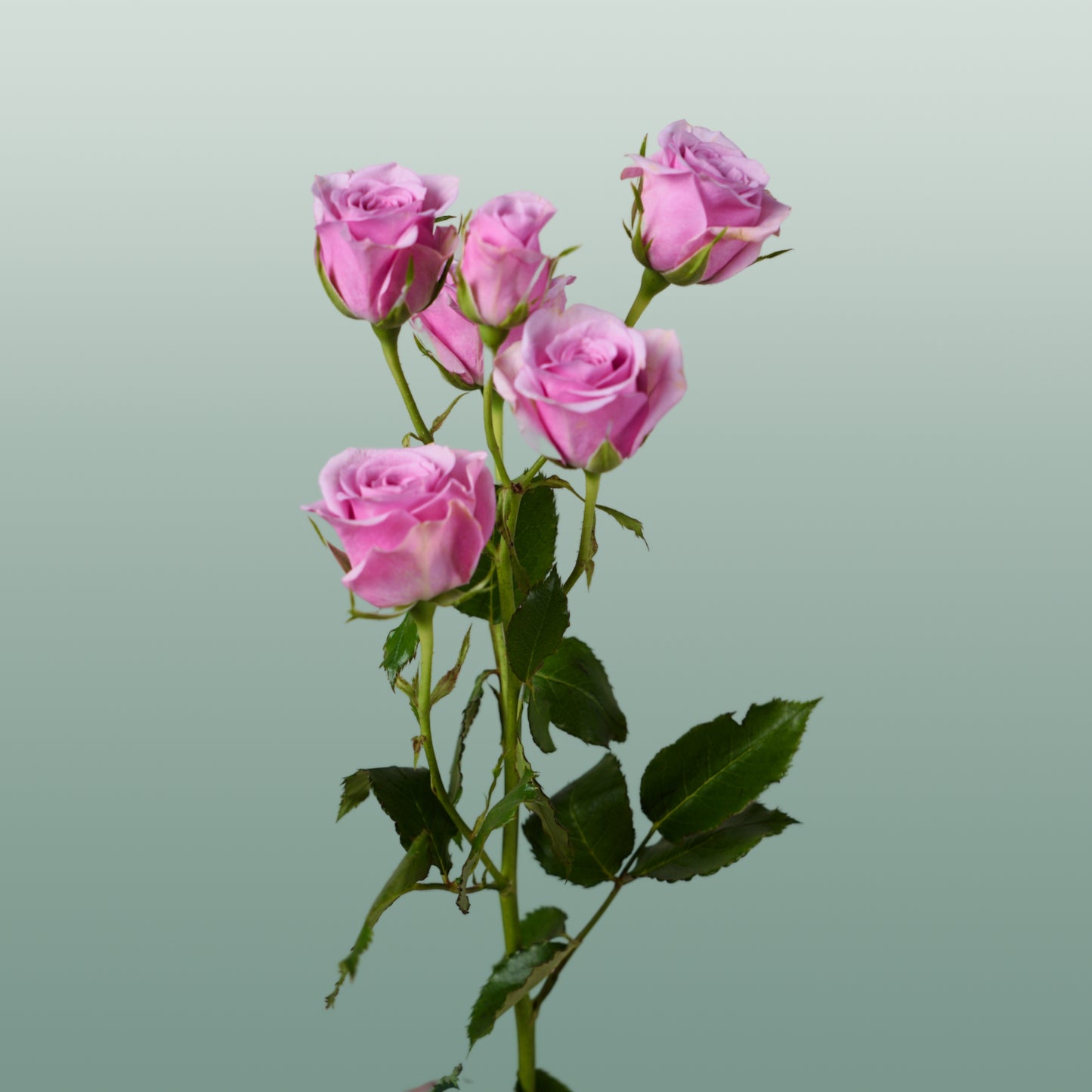 Spray Rose Leila (10 Stems)