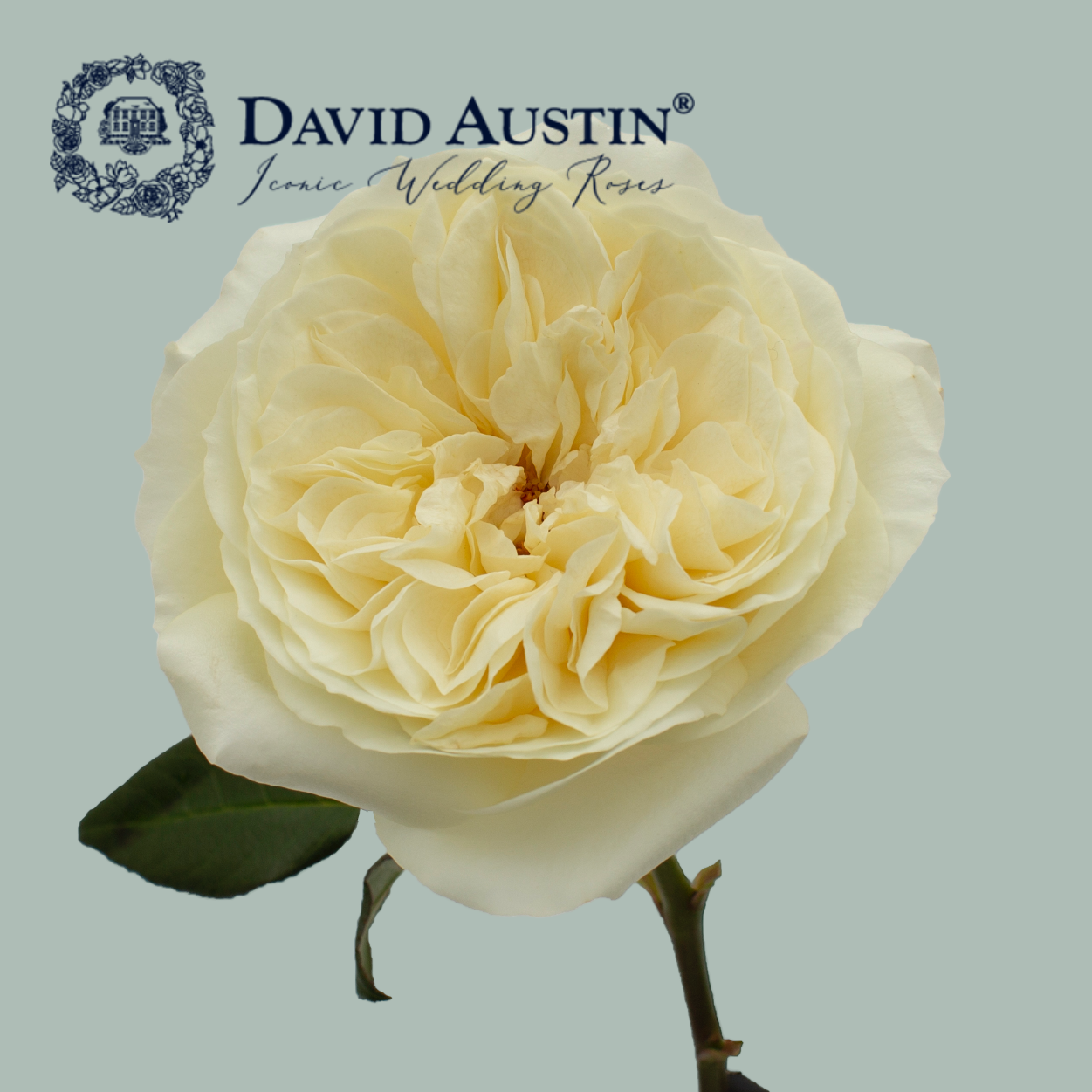 David Austin Leonora Rose (24 Stems)