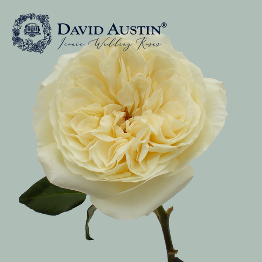 David Austin Leonora Rose (24 Stems)