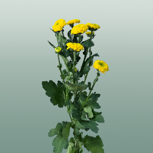Chrysanthemum Spray Letitbe