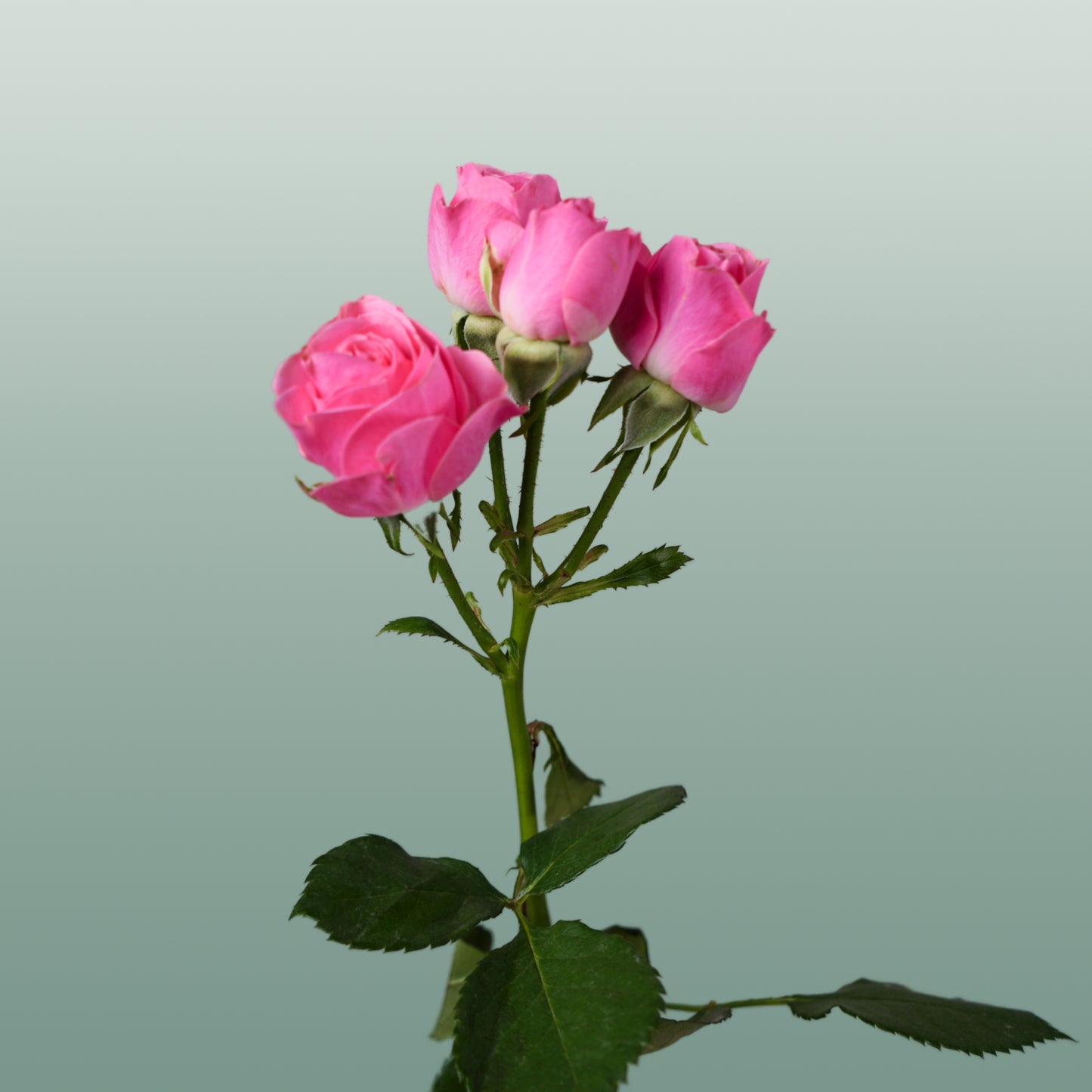 Spray Rose Lianne (10 Stems)