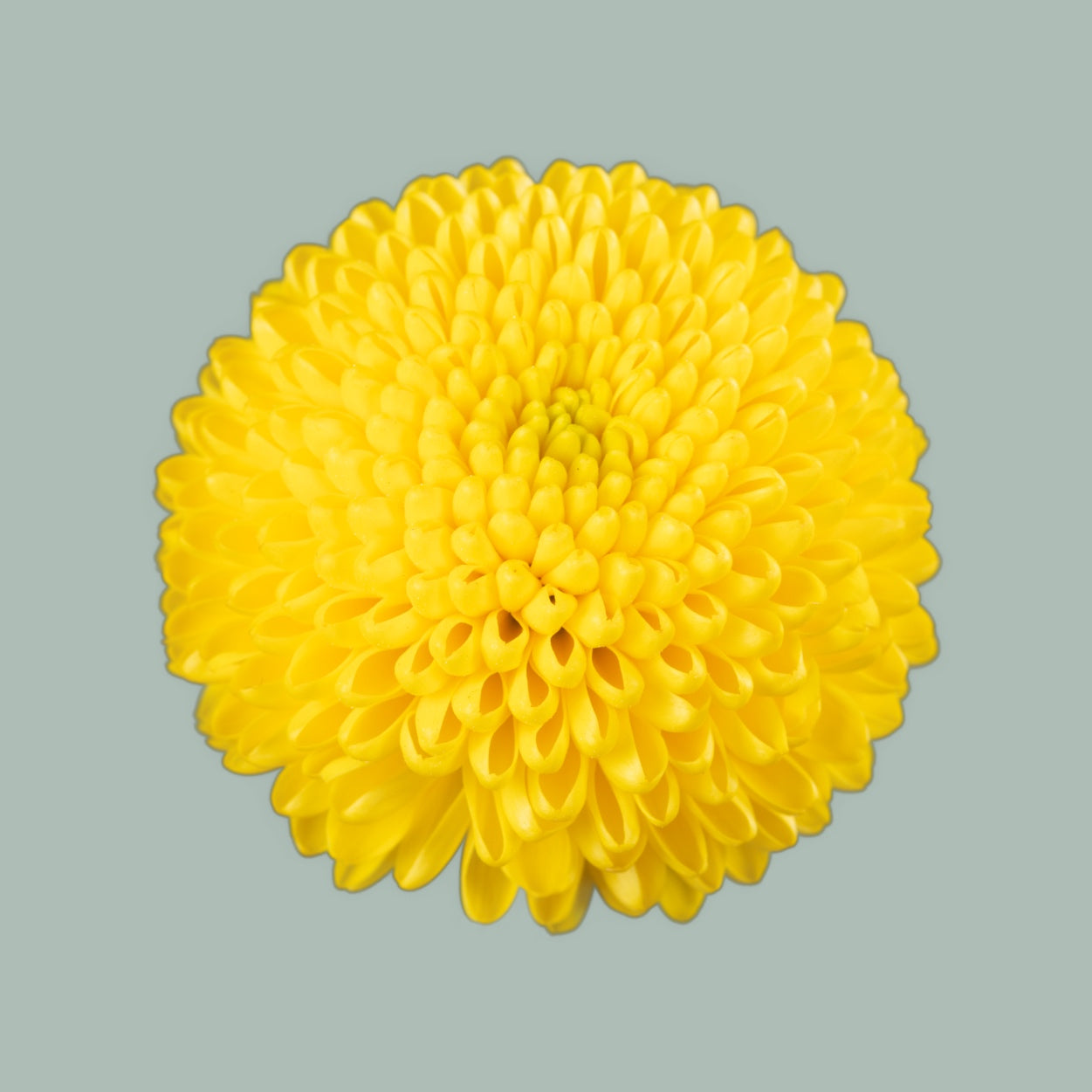 Chrysanthemum Limoncello (20 Stems)